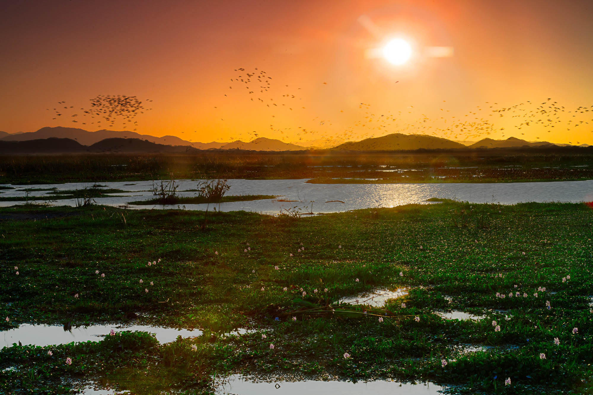 Sunset Palo Verde Nationalpark